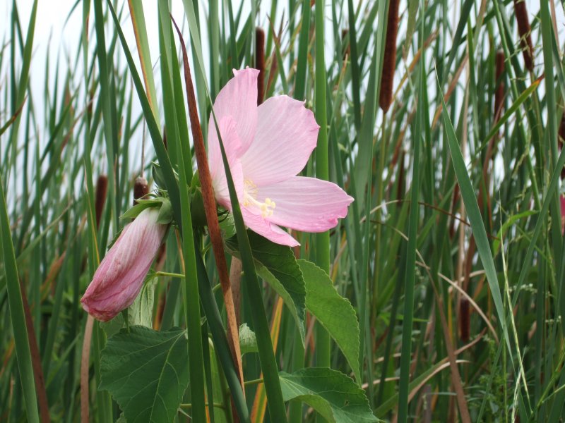 Rose Mallow