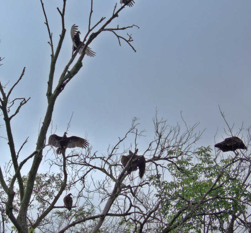 Turkey Vultures Warming Up for The Thermals