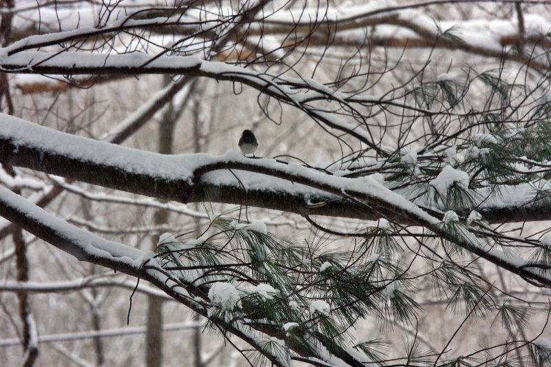 Dar Eyed Junco in Storm