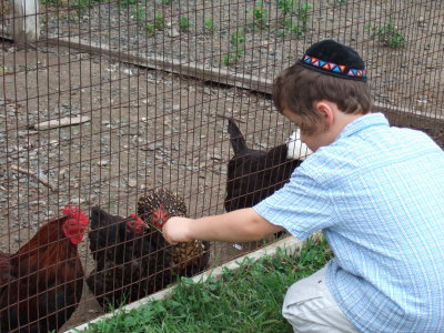 Young boy at chicken coop 2