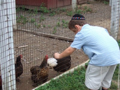 Young boy at chicken coop 3