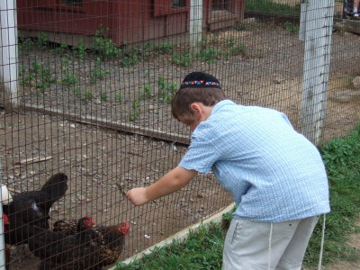 Young boy at chicken coop 4