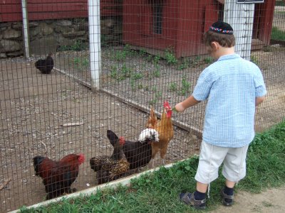 Young boy at chicken coop 6