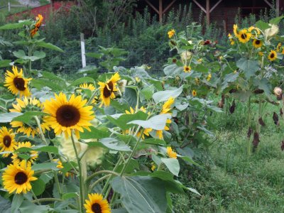 Muscoot Farm Sunflowers