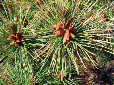 Pitch Pine Epicormal Growth