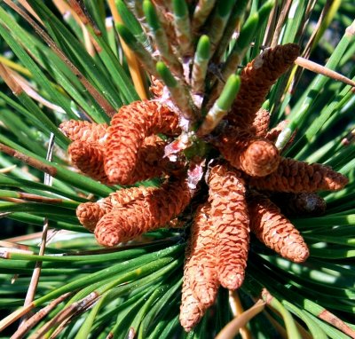 Pitch Pine Shoots and Buds