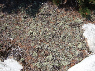 Reindoor Moss Lichen on Trail