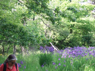 Barbara Isole Reacts to Flag Irises Near Site of Original Mountain House