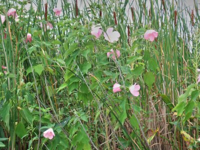 Rose Mallow & Cattails