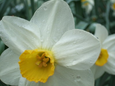 Daffodil Along Long Ridge Road