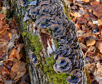 Fungus on decaying log