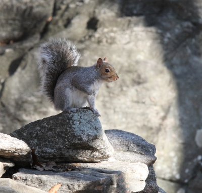 Cropped Squirrel - Amazing what 10 MP Will Do!