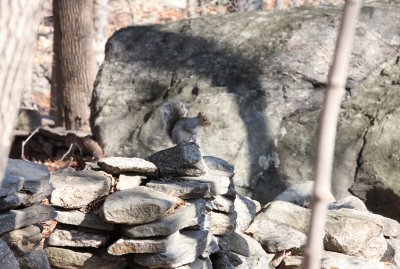 Uncropped Squirrel on Rocks