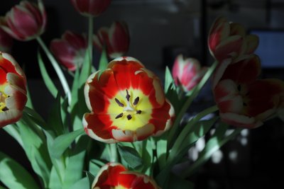 Office Tulips on Valentines Day