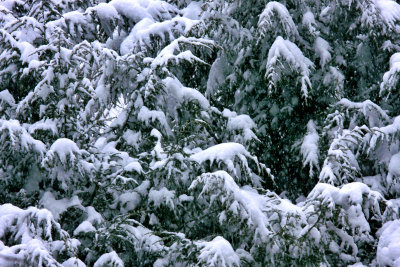 Snow-laden Hemlock Boughs During Storm