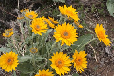 Sunflowers Nr Sun Mountain Lodge Winthrop WA.jpg