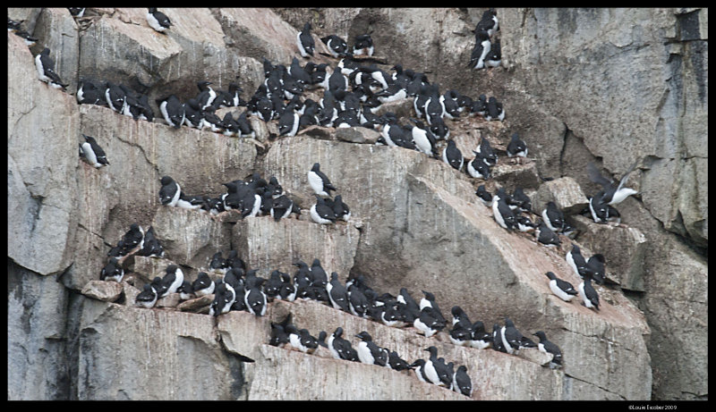 Svalbard_3564.jpg