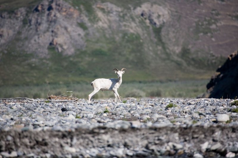 ANWR_6084.jpg