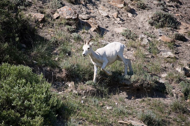 ANWR_6152.jpg