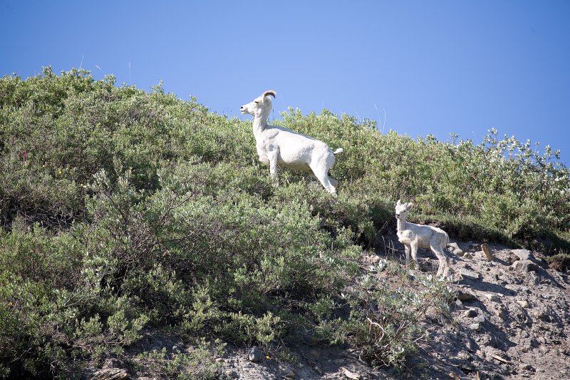 ANWR_6212.jpg