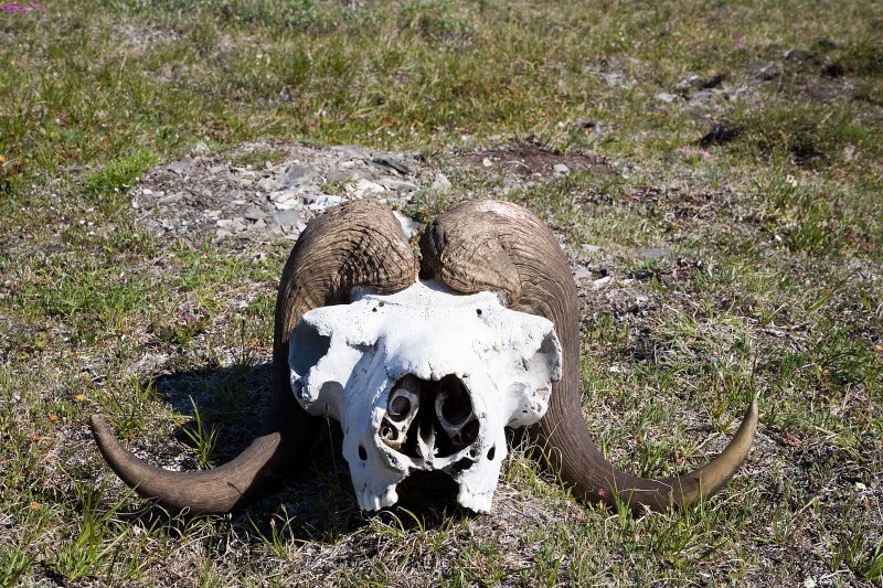 ANWR_6256.jpg