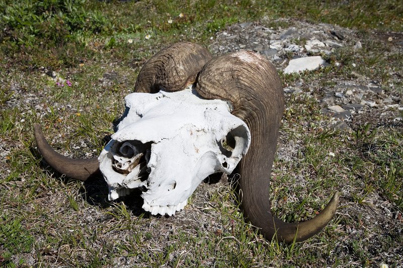 ANWR_6258.jpg