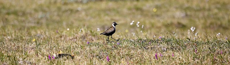 ANWR_6294.jpg