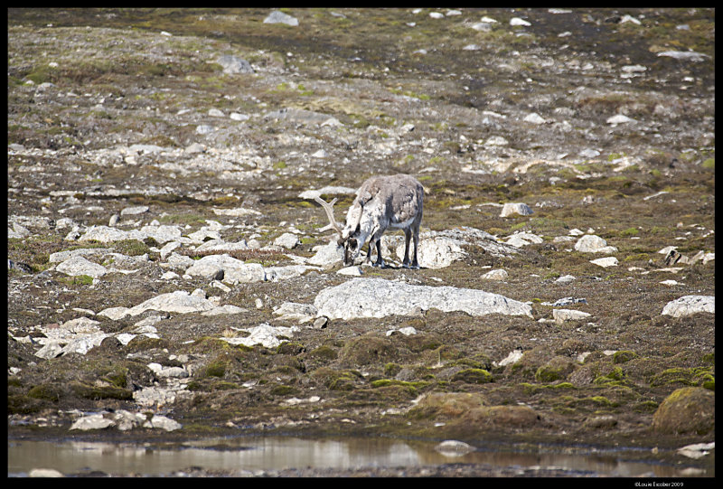 Svalbard_4181.jpg