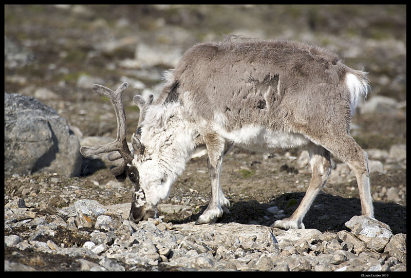 Svalbard_4203.jpg