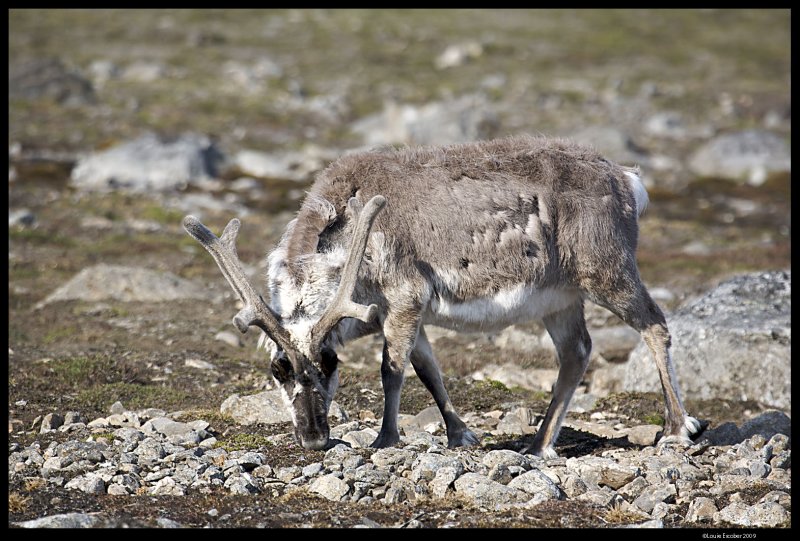 Svalbard_4212.jpg
