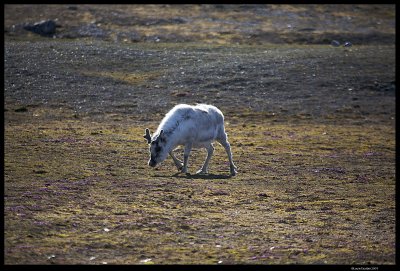 Svalbard_1263.4.jpg