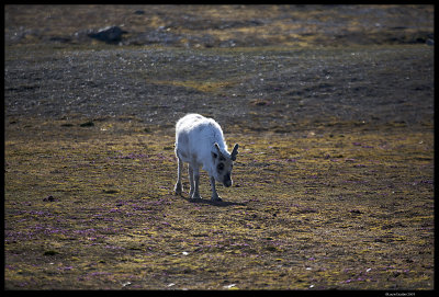 Svalbard_1267.4.jpg