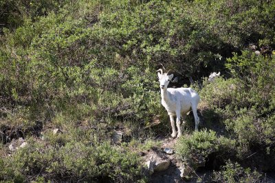 ANWR_6206.jpg