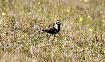 ANWR_6292.jpg