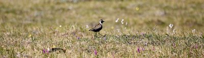 ANWR_6294.jpg