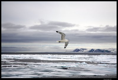 Svalbard_2760 (1).jpg