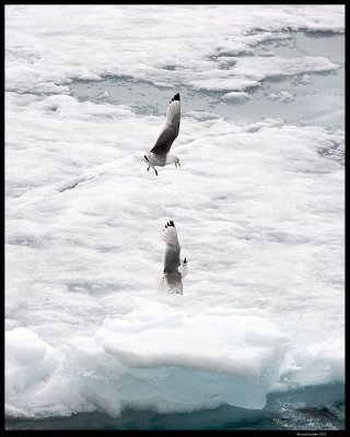 Svalbard_2807 (1).jpg