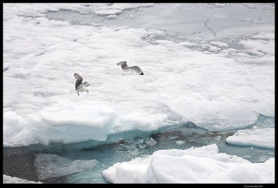 Svalbard_2811 (1).jpg