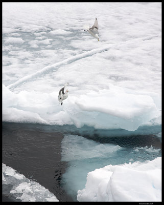 Svalbard_2819 (1).jpg