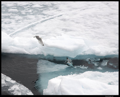 Svalbard_2820 (1).jpg