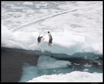Svalbard_2824 (1).jpg