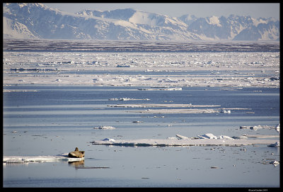 Svalbard_3244 (1).jpg
