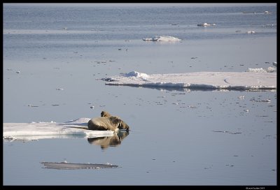 Svalbard_3251 (1).jpg