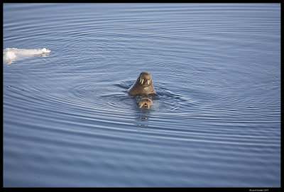Svalbard_3267 (1).jpg