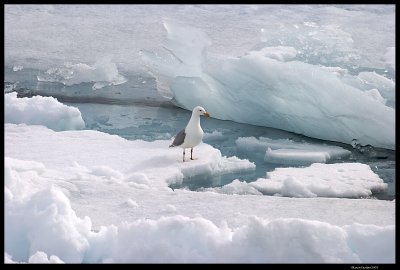Svalbard_3734 (1).jpg
