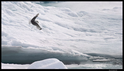 Svalbard_3735 (1).jpg