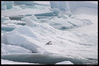Svalbard_3736 (1).jpg