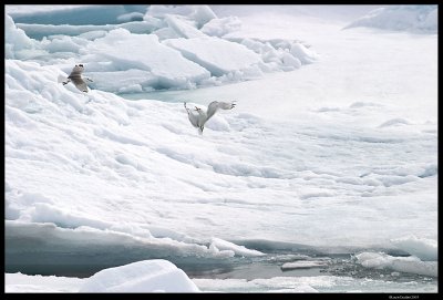 Svalbard_3738 (1).jpg