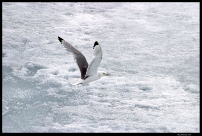 Svalbard_3741 (1).jpg