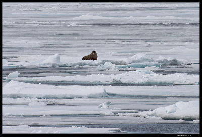 Svalbard_3774 (1).jpg
